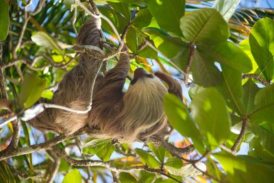 Sloth in the forest canopy at Taru