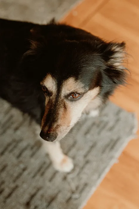 Resident dog at Taru